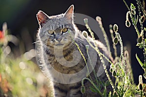 Stripped cat in meadow, back lit by evening summer light