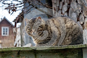 Stripped cat posing outdoors, big domestic pet look at camera