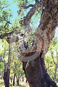 Stripped cork oaks