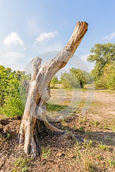 Stripped Tree Trunk