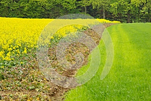 3 strips : colza , earth / wheat photo