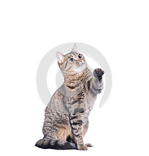 Stripy cat play isolated