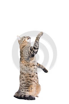 Stripy cat play isolated