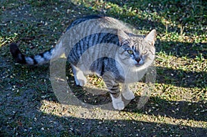 Stripy grey cat