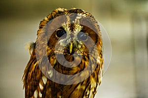 Strix aluco or common tawny owl, red phase, is a medium-sized bird of prey in the order Strigiformes. photo