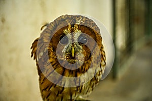 Strix aluco or common tawny owl, red phase, is a medium-sized bird of prey in the order Strigiformes. photo