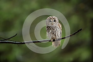 Strix aluco. It occurs in the Czech Republic. Free nature.