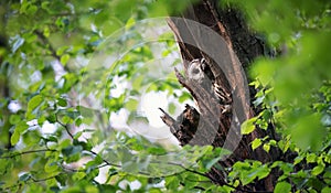 A Strix aluco owl peeks it looks out from its green nest and basks in the rays of the sun photo
