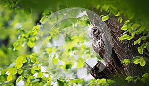 A Strix aluco owl peeks it looks out from its green nest and basks in the rays of the sun photo