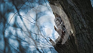 A Strix aluco owl peeks out of its cavity in a tree, lurking for food