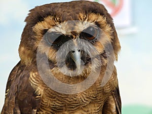 Strix leptogrammica - Brown Wood Owl, portrait view