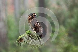 Strix leptogrammica. Owl in nature. Beautiful bird picture.