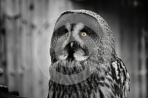 Strix Nebbulosa Lapponica Great grey Owl