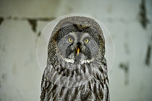 Strix nebulosa or great gray owl is a large bird of prey in the family Strigidae.