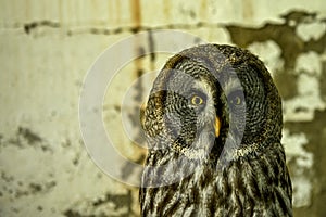 Strix nebulosa or great gray owl is a large bird of prey in the family Strigidae.