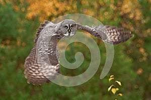 Strix nebulosa, Great grey owl