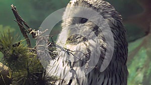 Strix uralensis close-up look into the camera in slow motion