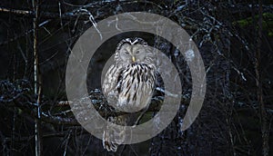 A Strix uralensis owl peeks out of its cavity in a tree, lurking for food