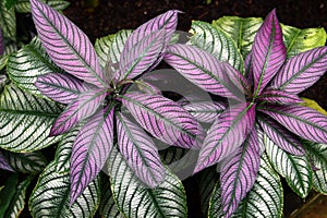 Strobilanthes auriculata, or Persian shield leaves in a garden