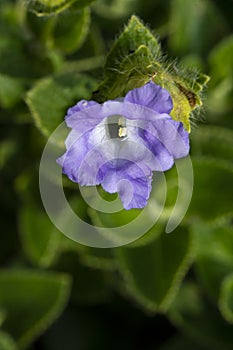 Strobilanthes callosa,Karvi Flower seen at Kaas Plateau,Satara,Maharashtra,India