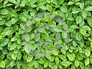 Strobilanthes crispa green leaves showing texture of leaf. Good photo