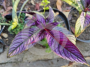 Strobilanthes dyeriana