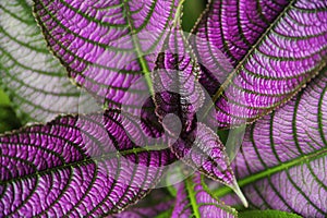 Strobilanthes dyeriana Persian shield is a tropical plant grown for its dark green foliage with bright, metallic-purple stripes