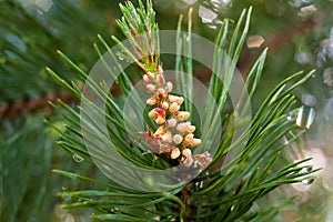 Strobile on the branches of pine