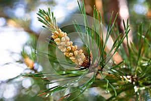 Strobile on the pine