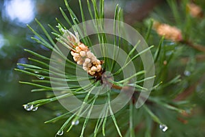 Strobile on the pine branch