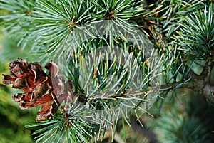 Strobile on the pine stick.