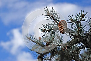 Strobile on the pine stick.