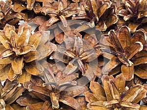 Strobiles Background