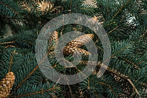 Strobiles growing on spruce branches