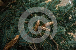 Strobiles growing on spruce branches