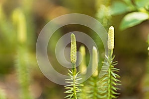 Strobili of an interrupted club moss