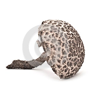 Strobilomyces strobilaceus mushroom