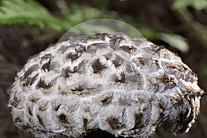 Strobilomyces strobilaceus palaria covered with large, blackish, woolly, pyramidal scales on a whitish-gray background