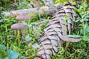 Strobilurus esculentus - edible fungus of early spring