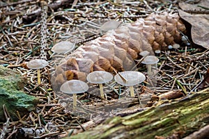 Strobilurus esculentus - edible mushroom