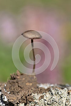 Strobilurus stephanocystis is popularly known as String-footed Strobiliurus. Fungi grow on old pine cones