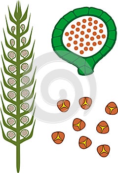Strobilus of Lycopodium Running clubmoss or Lycopodium clavatum with sporangium and spores on white background
