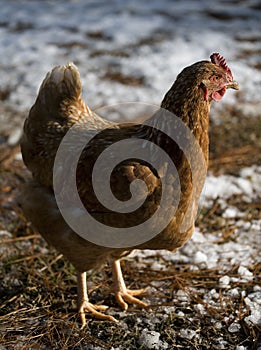 Strobist chicken photo