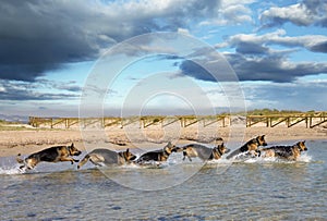 Stroboscopic photography dog running