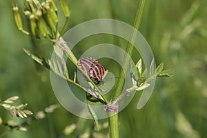 Strojnica baldaszkÃ³wka, Graphosoma lineatum, Striped bug, Minstrel bug