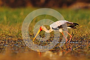 Strok in the nature march habitat. Stork in Africa. Bird in the water. Stork from Uganda. Yellow-billed Stork, Mycteria ibis