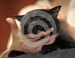 Stroking a black cat