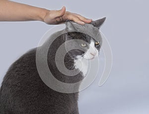 Stroking a cat