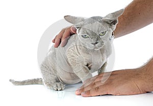 Stroking devon rex