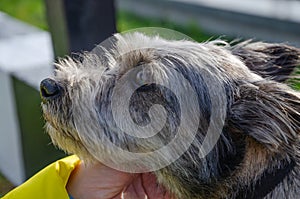 Stroking a dog on the street without a pedigree